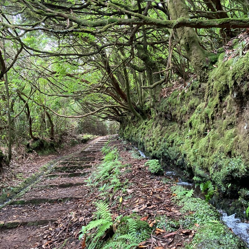Waldweg beim integralen und kreativen Naturcoaching in Biel – Achtsamkeit, Selbstreflexion und Coaching in der Natur