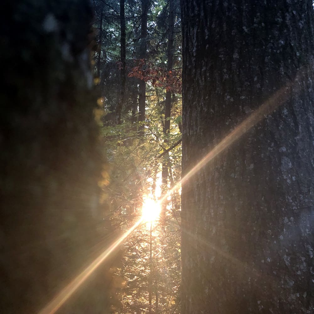 Sonnenstrahlen im Wald – Symbol für Neubeginn und Inspiration beim Coaching nach dem Motto von Hermann Hesse